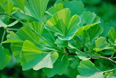 Ginkgo biloba 'Variegata' - jinan dvoulaločný - listy